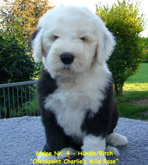 Welpe Nr. 4 - Hndin/Bitch
Checkpoint Charlies Wild Rose