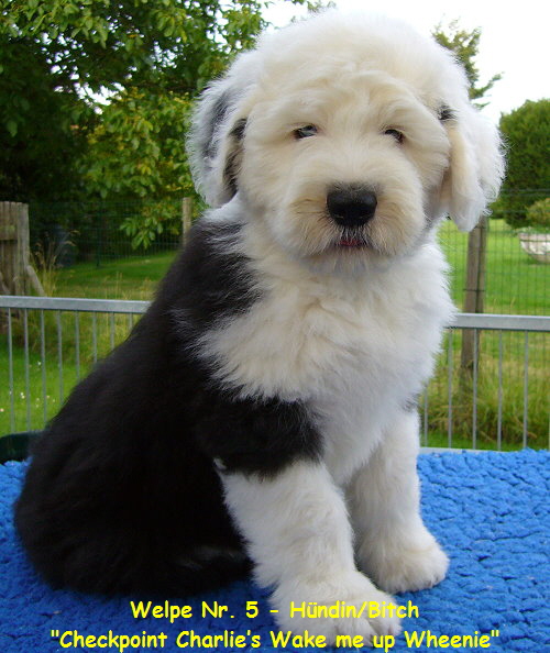 Welpe Nr. 5 - Hndin/Bitch
