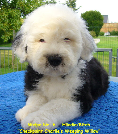 Welpe Nr. 6 - Hndin/Bitch
