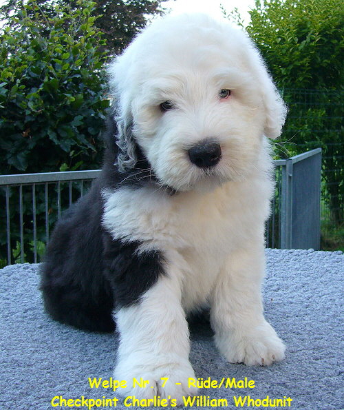 Welpe Nr. 7 - Rde/Male
Checkpoint Charlies William Whodunit