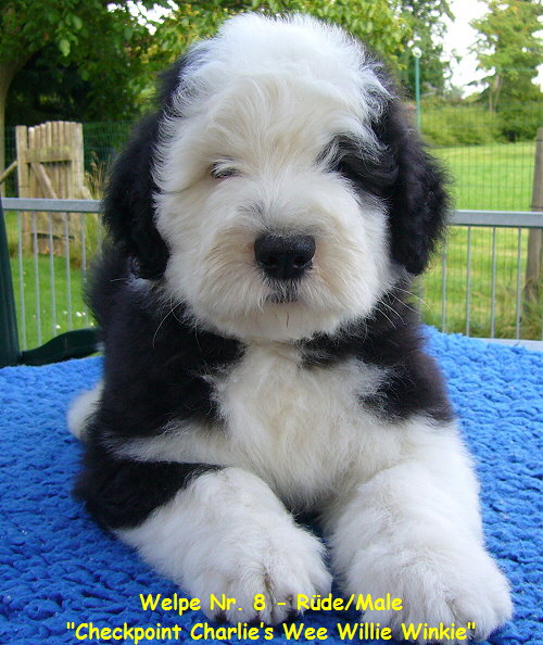 Welpe Nr. 8 - Rde/Male
