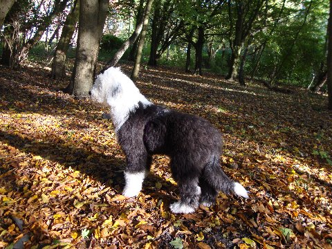 Rosalie - Klick auf das Bild!