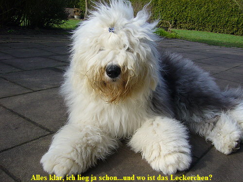Alles klar, ich lieg ja schon...und wo ist das Leckerchen?