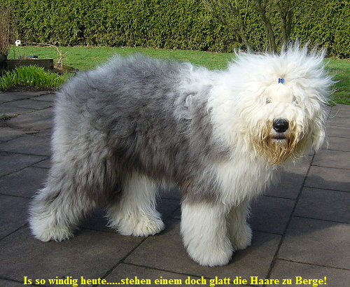 Is so windig heute.....stehen einem doch glatt die Haare zu Berge!