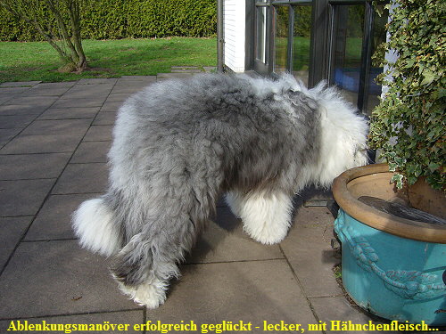 Ablenkungsmanver erfolgreich geglckt - lecker, mit Hhnchenfleisch...