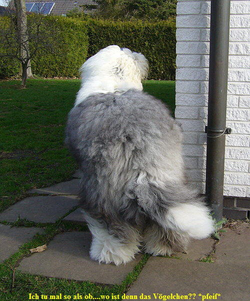 Ich tu mal so als ob....wo ist denn das Vgelchen?? *pfeif*