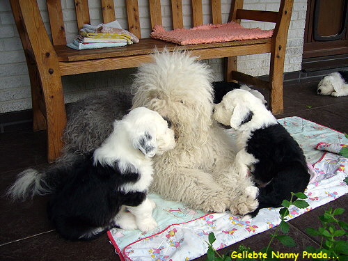 Geliebte Nanny Prada...