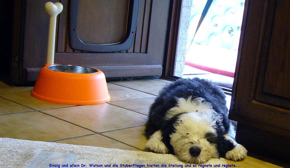 Einzig und allein Dr. Watson und die Stubenfliegen hielten die Stellung und es regnete und regnete...
