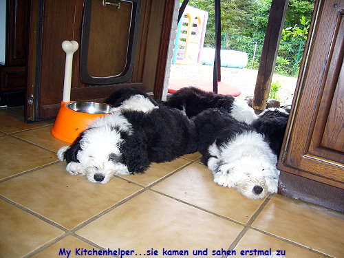 My Kitchenhelper...sie kamen und sahen erstmal zu