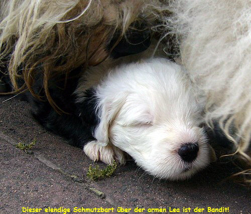 Dieser elendige Schmutzbart ber der armen Lea ist der Bandit!