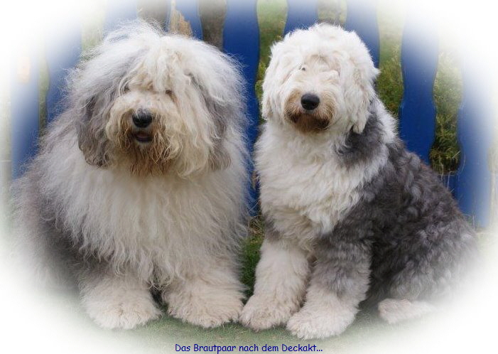 Das Brautpaar nach dem Deckakt...