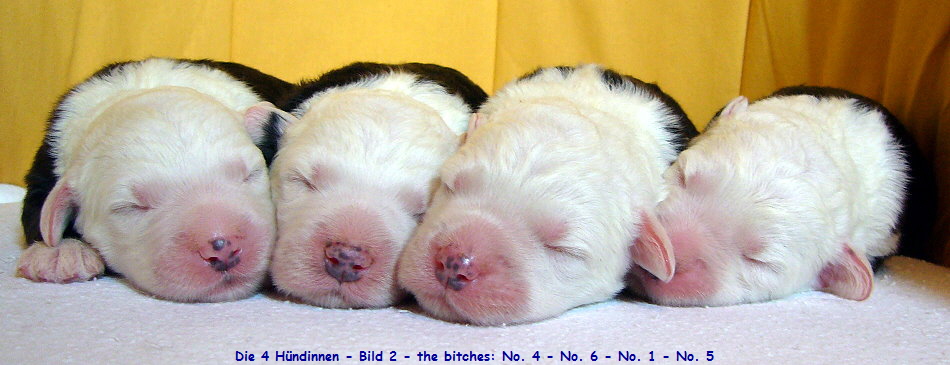 Die 4 Hndinnen - Bild 2 - the bitches: No. 4 - No. 6 - No. 1 - No. 5