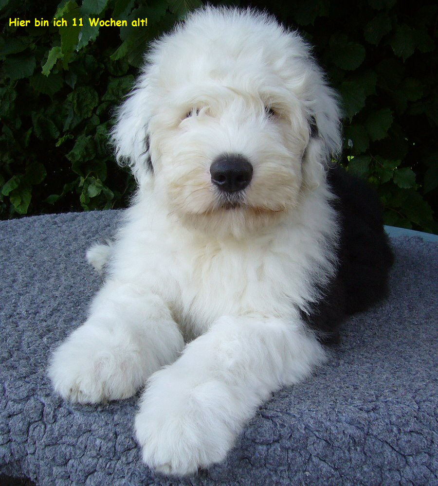 Hier bin ich 11 Wochen alt!