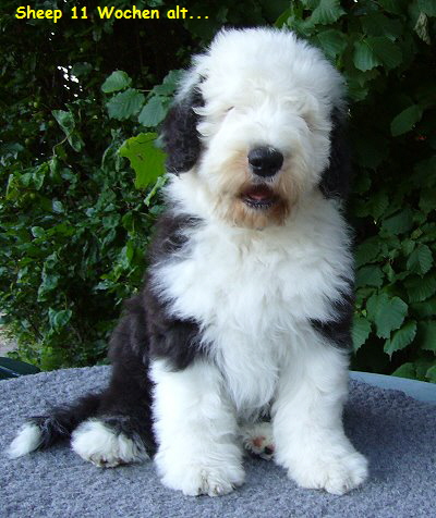Sheep 11 Wochen alt... Sheep 11 Wochen alt...