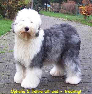 Ophelia 2 Jahre alt und - trchtig!