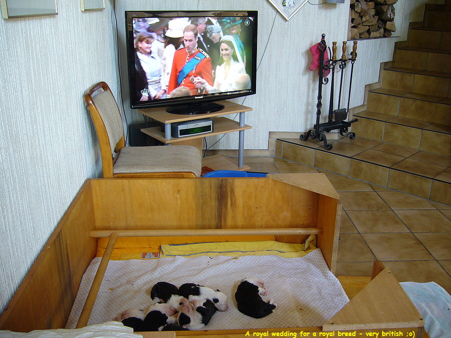A royal wedding for a royal breed - very british ;o)
