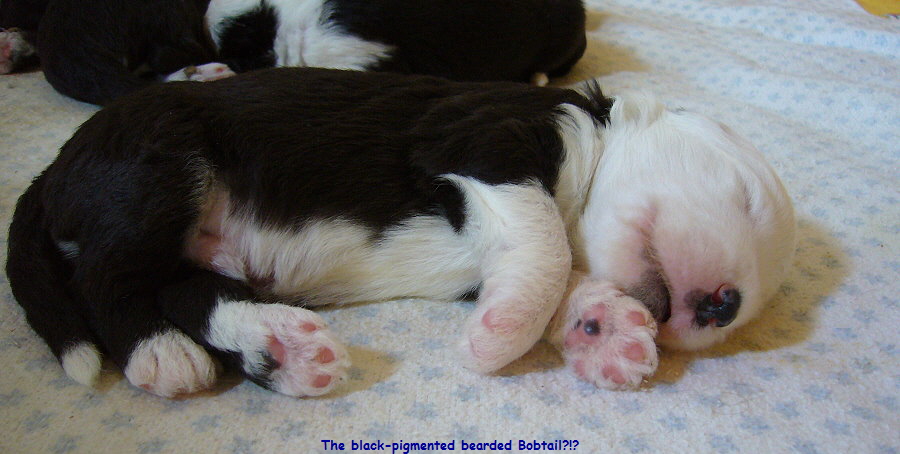 The black-pigmented bearded Bobtail?!?