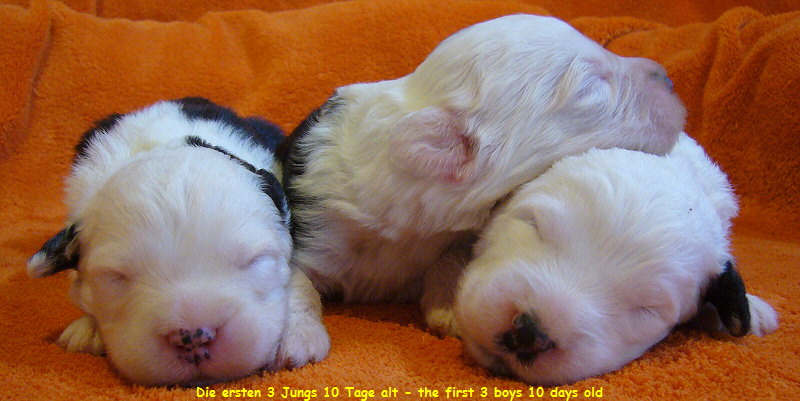 Die ersten 3 Jungs 10 Tage alt - the first 3 boys 10 days old