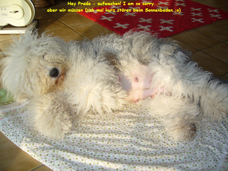 Hey Prada - aufwachen! I am so sorry...
aber wir mssen Dich mal kurz stren beim Sonnenbaden :o)