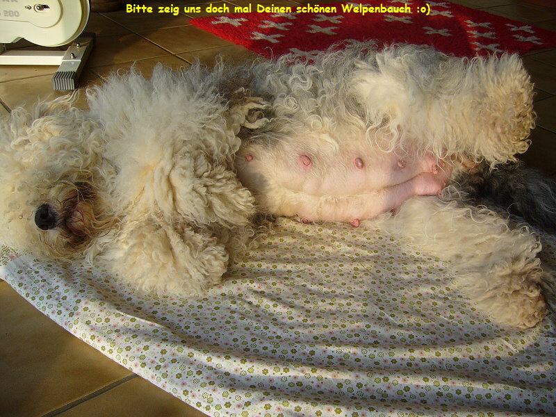 Bitte zeig uns doch mal Deinen schnen Welpenbauch :o)