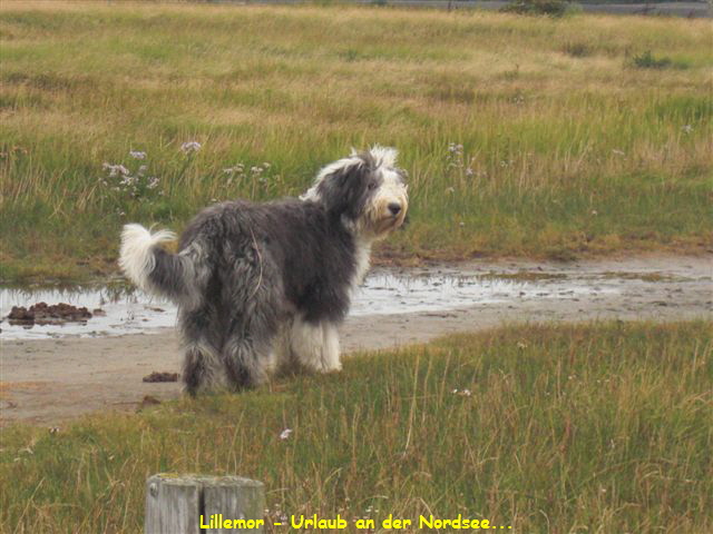 Lillemor - Urlaub an der Nordsee...