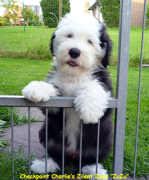 Checkpoint Charlies Zilent Zuzu 