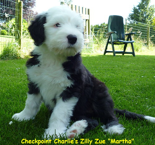 Checkpoint Charlies Zilly Zue 