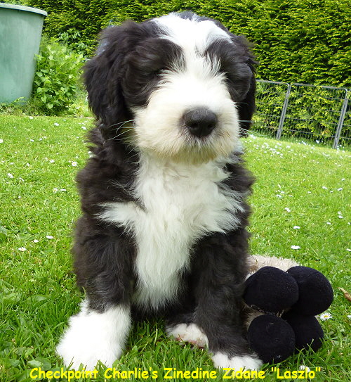 Checkpoint Charlies Zinedine Zidane 