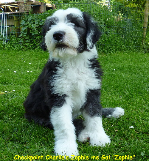 Checkpoint Charlies Zophie me Gal 