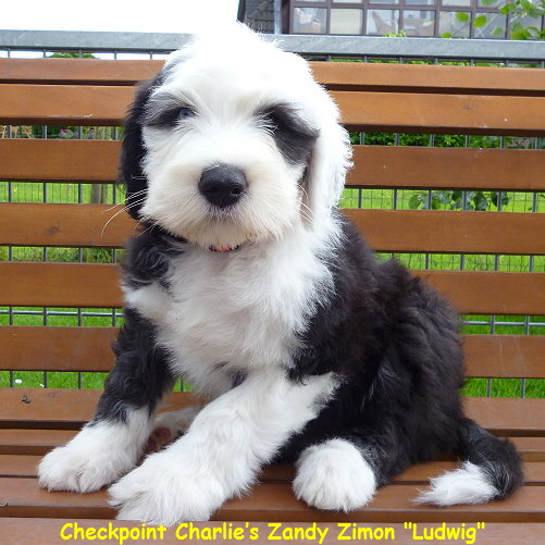 Checkpoint Charlies Zandy Zimon 