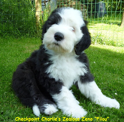 Checkpoint Charlies Zealous Zeno 