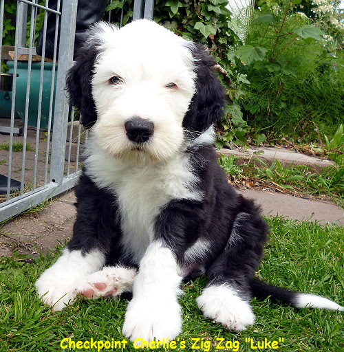 Checkpoint Charlies Zig Zag 