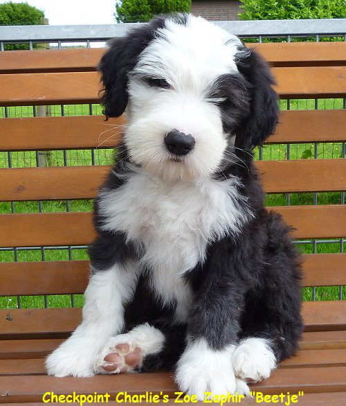 Checkpoint Charlies Zoe Zaphir 