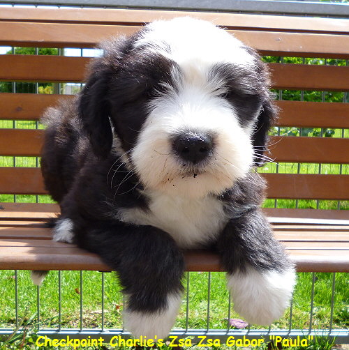 Checkpoint Charlies Zsa Zsa Gabor 