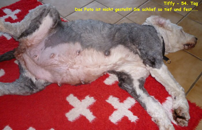 Tiffy - 54. Tag  
Das Foto ist nicht gestellt! Sie schlief so tief und fest...