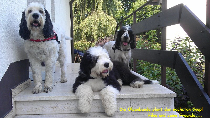 Die Olsenbande plant den nchsten Coup!    
Filou und seine Freunde....