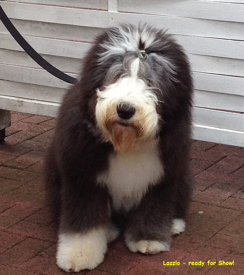 Laszlo - ready for Show!