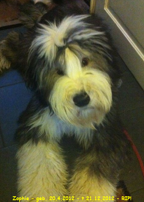 Zophie - geb. 20.4.2012 - t 21.12.2012 - RIP!
