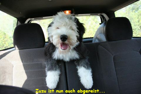Zuzu ist nun auch abgereist...
