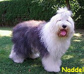 Naddel