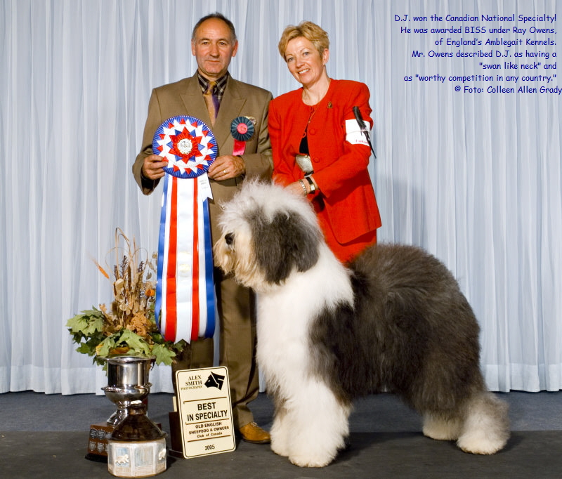 D.J. won the Canadian National Specialty!  
He was awarded BISS under Ray Owens,  
of Englands Amblegait Kennels.  
Mr. Owens described D.J. as having a  
