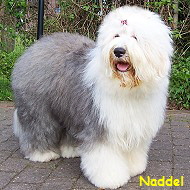 Naddel