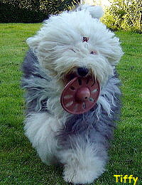 Tiffy