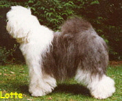 Lotte