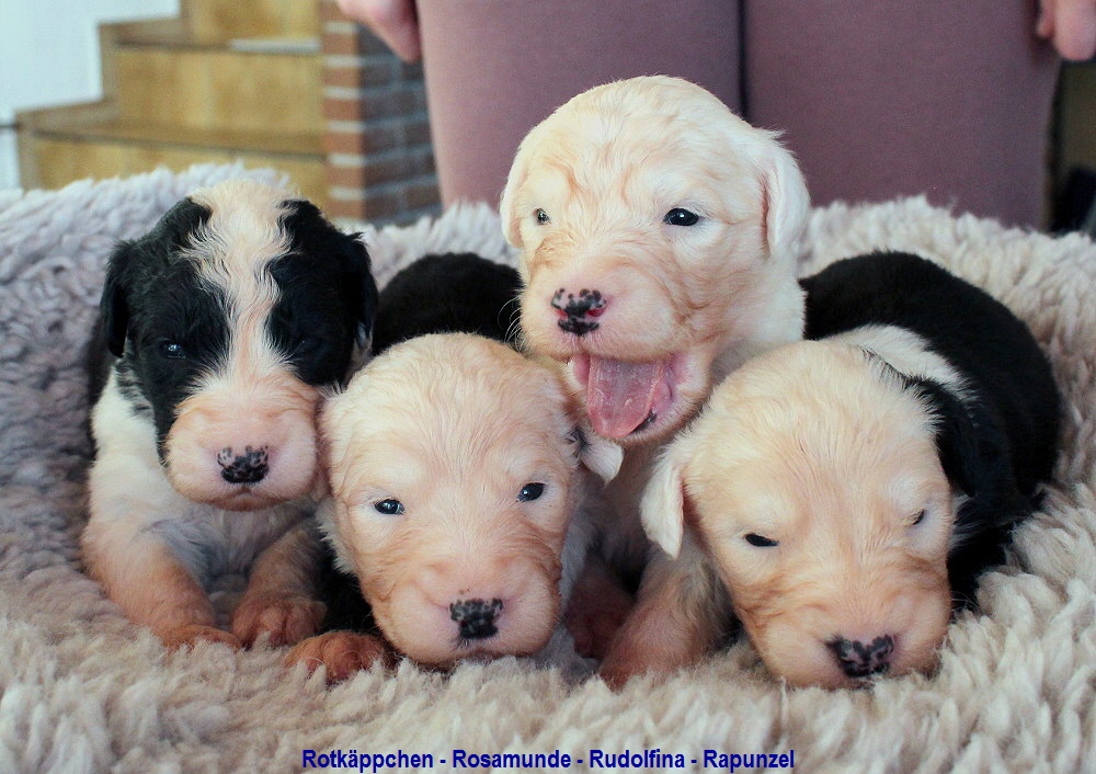 Rotkppchen - Rosamunde - Rudolfina - Rapunzel