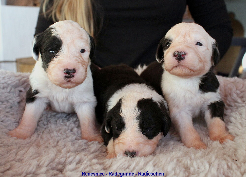 Renesmee - Radegunde - Radieschen