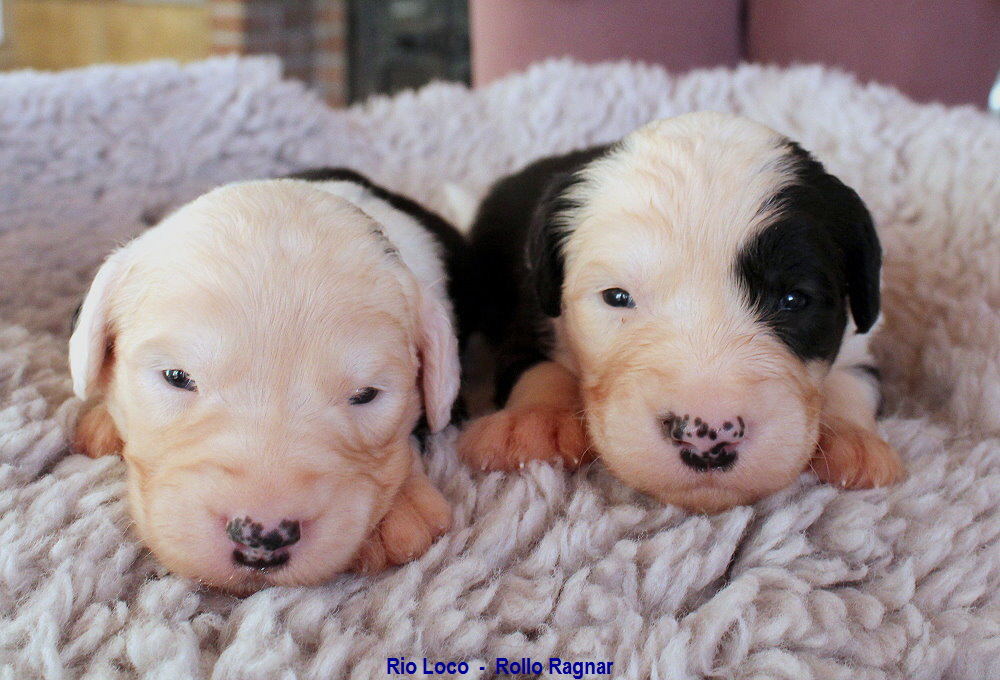 Rio Loco  -  Rollo Ragnar