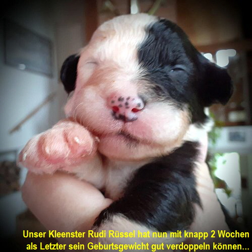 Unser Kleenster Rudi Rüssel hat nun mit knapp 2 Wochen 
als Letzter sein Geburtsgewicht gut verdoppeln können...