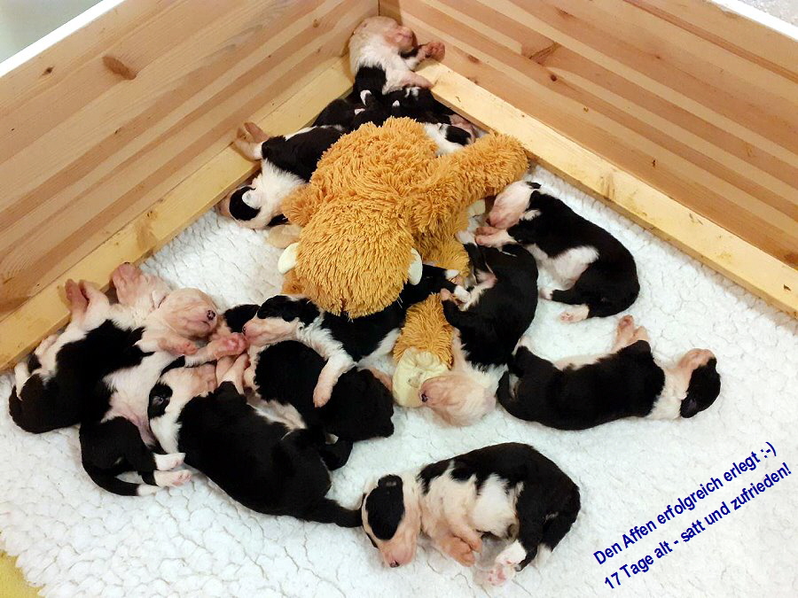 Den Affen erfolgreich erlegt :-)
 17 Tage alt - satt und zufrieden!