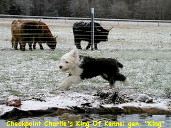 Rancher King in seinem Element!